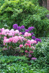 Beautiful azalea flowers of pink color. rhododendron