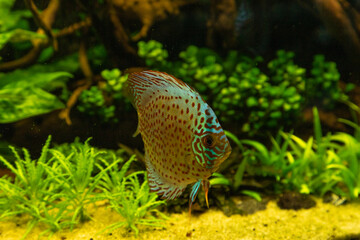 Colorful discus fish floating in the aquarium