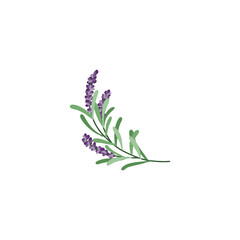 Lavender flower logo. Botanical hand drawn vintage floral collection