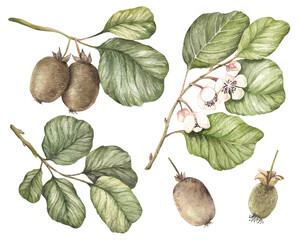 Watercolor kiwi, flowering kiwi branch, kiwi branch with fruits and leaves, isolated hand-drawn elements on a white background