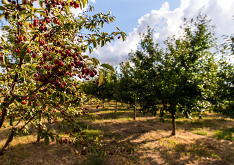 Fototapeta na wymiar Ripe sour cherry trees orchard fields
