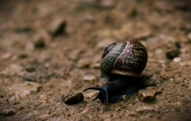 snail
