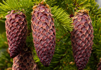 a close-up of many fir cones on the branches