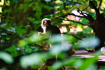 Squirrel monkeys sitting on a platform facing the sun. On a tree wrapped in leaves