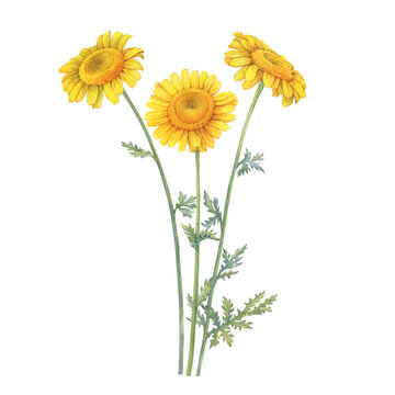 Bouquet with golden dyer's chamomile flowers (cota, Paris daisy, Anthemis tinctoria). Watercolor hand drawn painting illustration, isolated on white background.