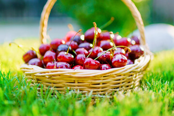 Beautiful red berries in the sun. Ripe cherries in a basket. New crop of sweet cherries. Delicious natural treat