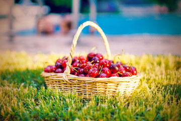 Beautiful red berries in the sun. Delicious natural treat. New crop of sweet cherries. Ripe cherries in a basket