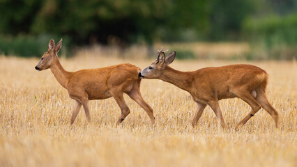 Male roe deer, capreolus capreolus, sniffing female on stubble in mating season. Two brown mammals...