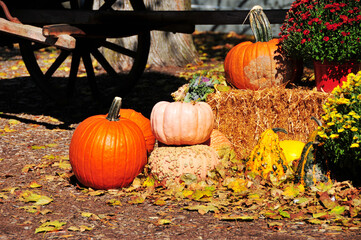 decorative pumpkins for halloween