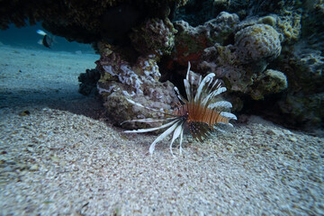 Rotfeuerfisch - Lion Fish - Rotes Meer - &Auml;gypten