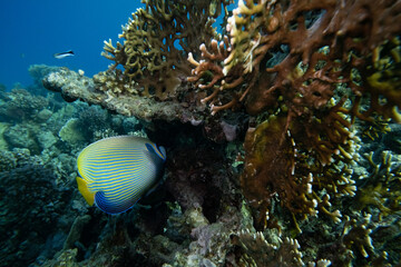 Fototapeta na wymiar Imperatorkaiserfisch - Rotes Meer - Ägypten