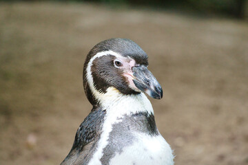 Penguin in portrait. the small water bird with black and white plumage. Animal