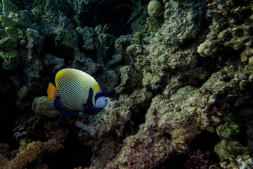 Fototapeta na wymiar Imperatorkaiserfisch - Rotes Meer - Ägypten