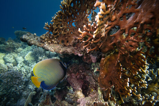 Imperatorkaiserfisch - Rotes Meer - &Auml;gypten