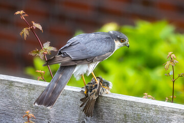 Sparrow hawk with catch