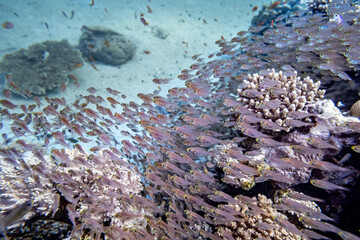 Korallenfische - rotes Meer - Ägypten