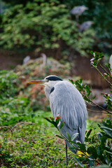 Grey heron sits on land and rests in the sun. An elegant hunter