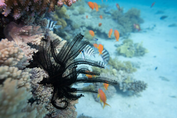 Seefeder - Rotes Meer - Ägpten