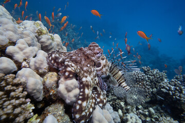 Krake - Rotes Meer - Ägypten