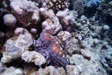 Krake - Rotes Meer - Ägypten