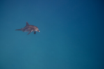 Tümmler - Delfin - Rotes Meer - Egypten © G. W. Haupt