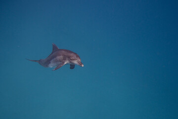 Tümmler - Delfin - Rotes Meer - Egypten © G. W. Haupt