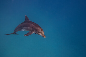 Tümmler - Delfin - Rotes Meer - Egypten © G. W. Haupt