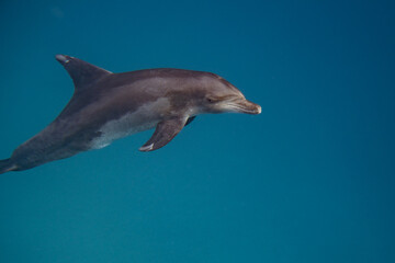 Tümmler - Delfin - Rotes Meer - Egypten