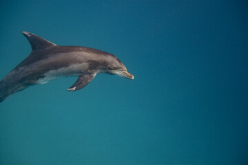 Tümmler - Delfin - Rotes Meer - Egypten © G. W. Haupt