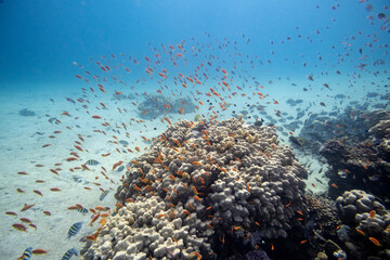 Korallenfische - rotes Meer - Ägypten