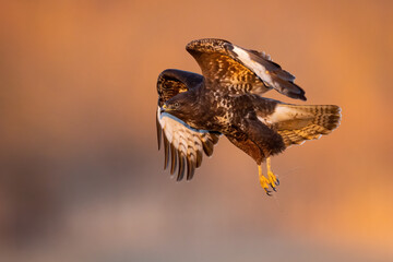 Common buzzard, buteo buteo, flying in the air in springtime sunset. Bird of prey in flight in...