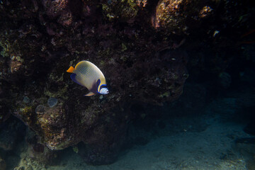 Imperator Kaiserfisch - Rotes Meer - Ägypten