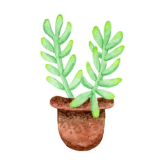 Sedum pachyphyllum ‘Jelly Bean’ plant hand painted with watercolor isolated on white background, Many Fingers Sedum succulent