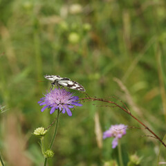 Melanargia galathea - Papillon demi-deuil posé ailes ouvertes se régalant du nectar d'une fleur de scabieuse (Scabiosa columbaria)