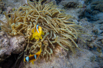 Fototapeta na wymiar Anemonenfische - Rotes Meer - Egypten
