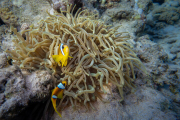 Anemonenfische - Rotes Meer - Egypten