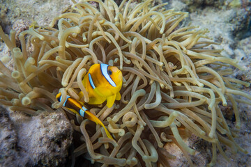 Naklejka na ściany i meble Anemonenfische - Rotes Meer - Egypten