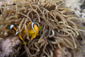 Anemonenfische - Rotes Meer - Egypten