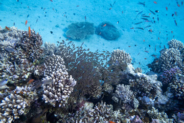 Naklejka na ściany i meble Korallenfische - Rotes Meer - Ägypten