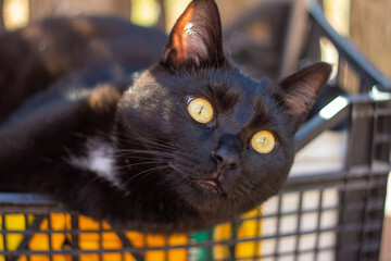 Close up of an Italian black cat on the garden ,Italian cat.European kittens.Animal lover