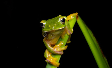 green tree frog on leaf