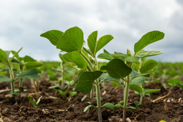 Agricultural soy plantation on sunny day - Green growing soybeans plant against sunlight