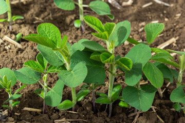 Soybean plant leaf close-up in a field of young plants. Young crops of agricultural crops. Selective focus