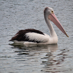 Australian pelican