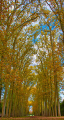 Autumn colours, Jardins du Versailles, France
