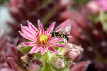 Hoverfly collecting pollen from a sempervivum arachnoideum flower in a garden