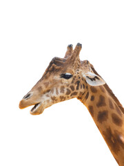 giraffe portrait isolated on white