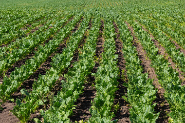 Agricultural scenery of of sweet sugar beet field. Sugar beets are young. Sugar beet field