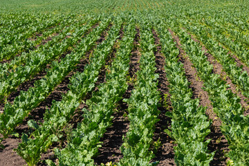 Fototapeta na wymiar Agricultural scenery of of sweet sugar beet field. Sugar beets are young. Sugar beet field