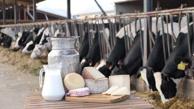 Image of fresh delicious farm dairy production laid out on the table the background with cows. 